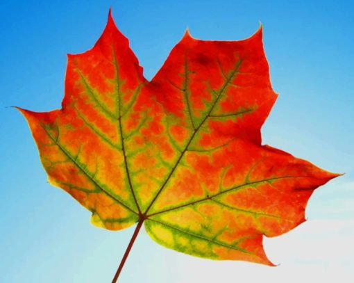 Maple Leaf Fall Frame paint by numbers