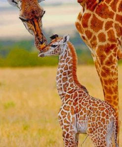 Mommy And Baby Giraffe In The Jungle paint by numbers