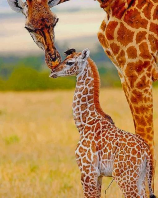 Mommy And Baby Giraffe In The Jungle paint by numbers