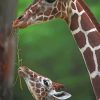 Mommy And Baby Giraffe paint by numbers