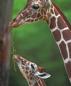 Mommy And Baby Giraffe paint by numbers