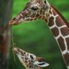 Mommy And Baby Giraffe paint by numbers