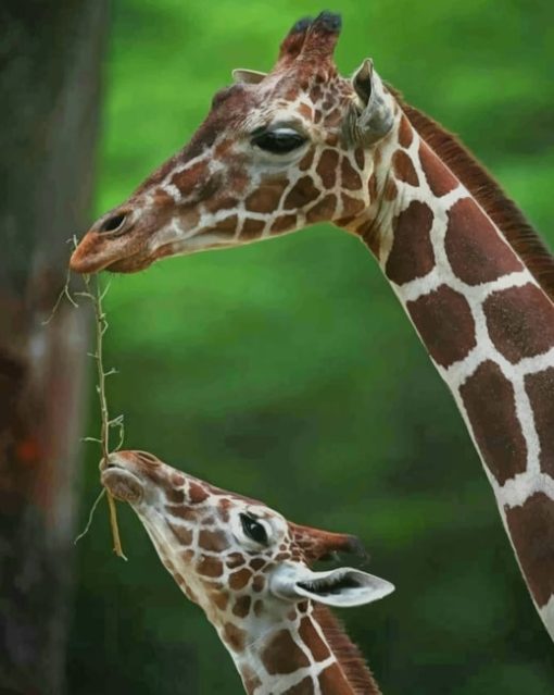 Mommy And Baby Giraffe paint by numbers