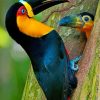 Mommy And Baby Toucan paint by numbers