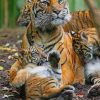 Mommy Tiger And Babies paint by numbers