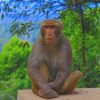 Monkey Sitting In Zoo Park paint by numbers