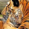 Mother And Baby Tiger paint by numbers