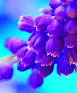 Purple Muscari Flowers paint by numbers