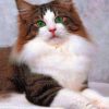 Norwegian Forest Cat paint by numbers