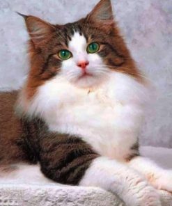 Norwegian Forest Cat paint by numbers