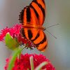 Orange And Black Butterfly paint by numbers