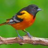 Orange And Black Bird paint by numbers