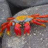 Orange And Red Crab paint by numbers