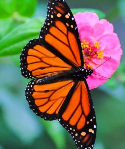 Orange Black Butterfly paint by numbers