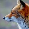 Red Fox Face paint by numbers