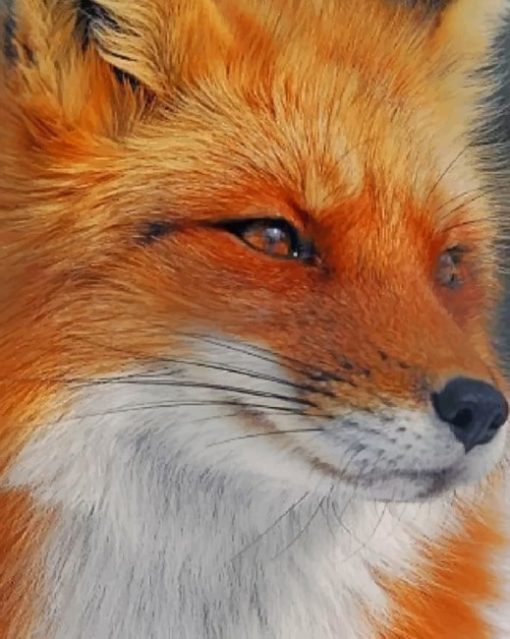 Orange Fox Face paint by numbers