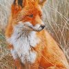 Orange Fox paint by numbers