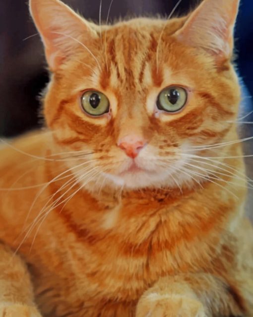 Orange Cat With Green Eyes paint by numbers