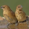 Pair Of Spice Finches Perched On Rim Of Bird Bath paint by numbers