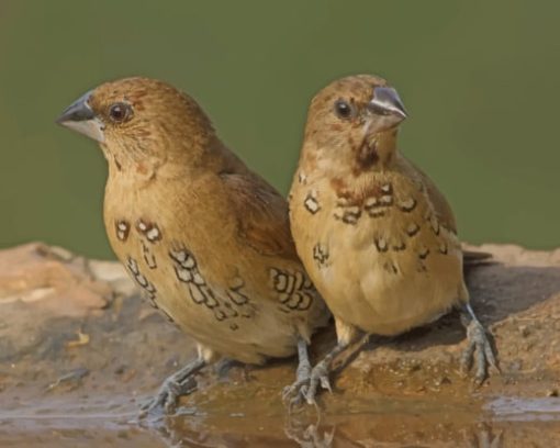 Pair Of Spice Finches Perched On Rim Of Bird Bath paint by numbers