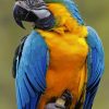 Parrot Bird paint by numbers