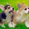 Pembroke Welsh Corgi Puppies Running paint by numbers