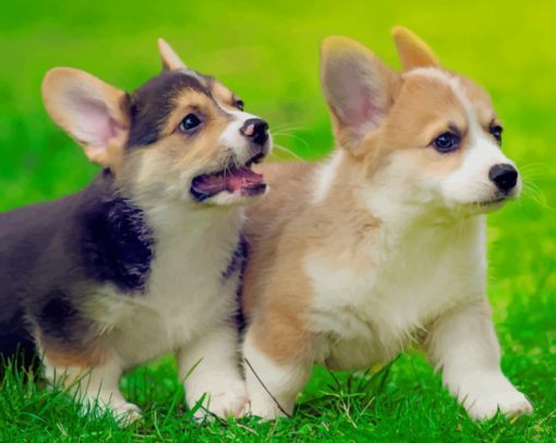 Pembroke Welsh Corgi Puppies Running paint by numbers