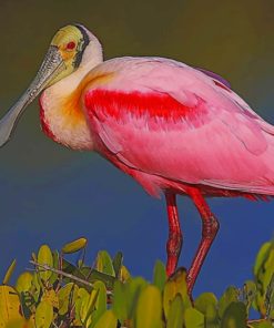 Pink And Yellow Long Beak Bird paint by numbers