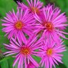 Pink Aster Flower paint by numbers