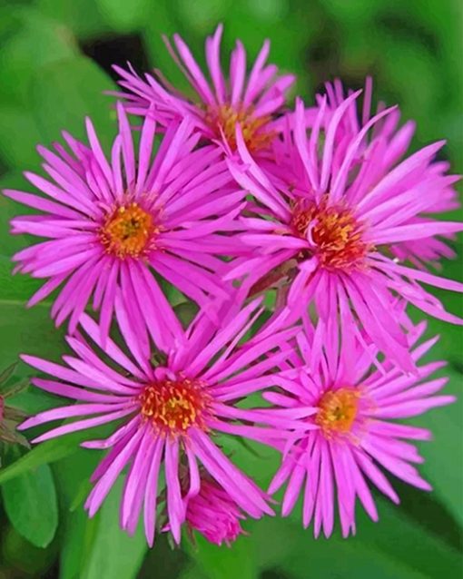 Pink Aster Flower paint by numbers