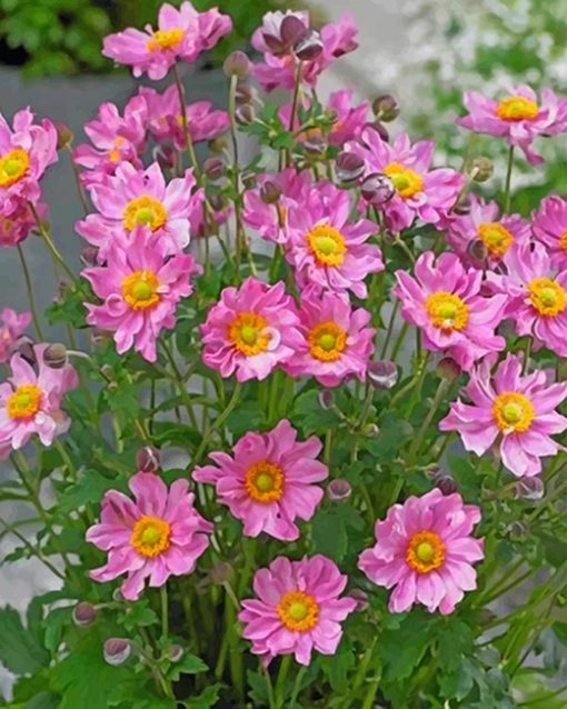 Pink Aster Flowers paint by numbers