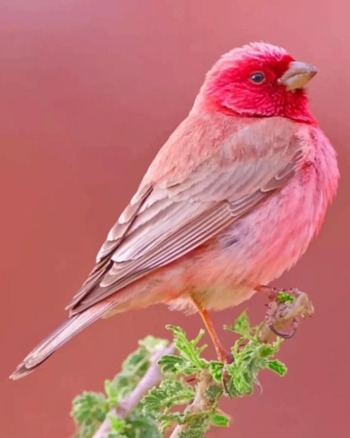 Pink Bird paint by numbers