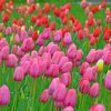 Pink And Red Roses In The Field paint by numbers