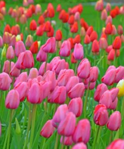 Pink And Red Roses In The Field paint by numbers