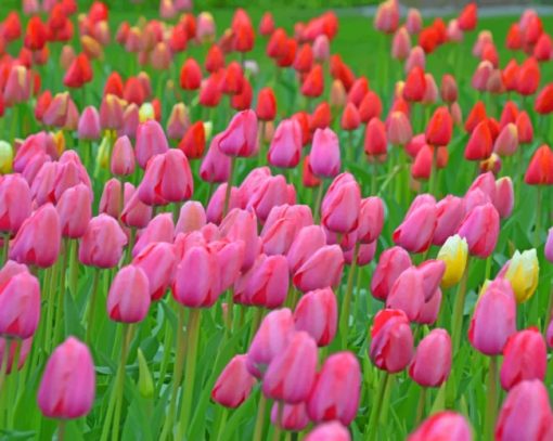 Pink And Red Roses In The Field paint by numbers