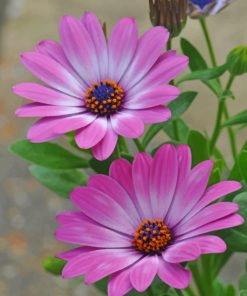 Pink Flowers paint by numbers