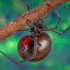 Poisonous Black Widow Spider Arachnid paint by numbers