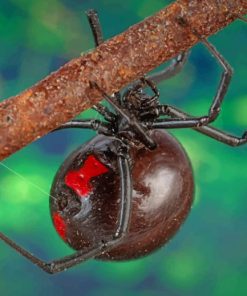 Poisonous Black Widow Spider Arachnid paint by numbers