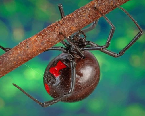 Poisonous Black Widow Spider Arachnid paint by numbers