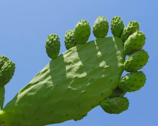 Prickly Pear Cactus Plants paint by numbers