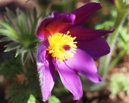 Purple Aster Flower Plant paint by numbers