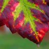 Purple And Green Leaf paint by numbers