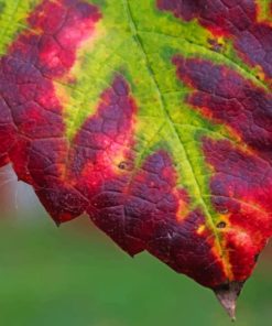 Purple And Green Leaf paint by numbers