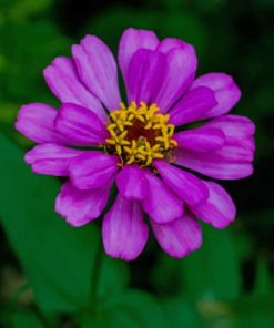 Purple Blossom In Garden paint by numbers