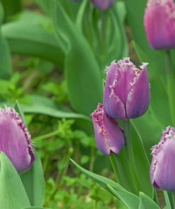 Purple Fringed Tulips paint by numbers