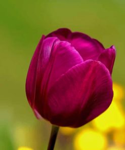 Purple Tulip Flower paint by numbers