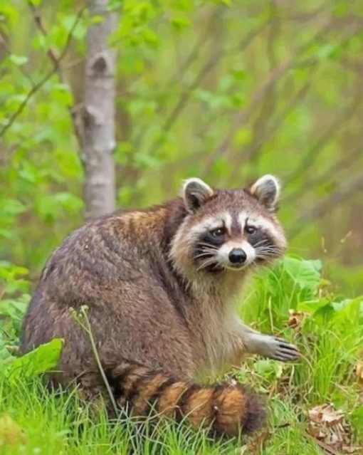 Raccoon In The Forest paint by numbers