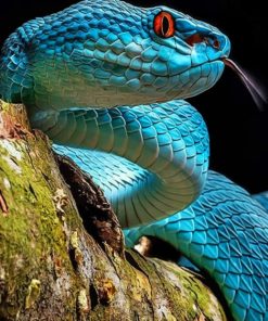 Real Blue Viper Snake paint by numbers