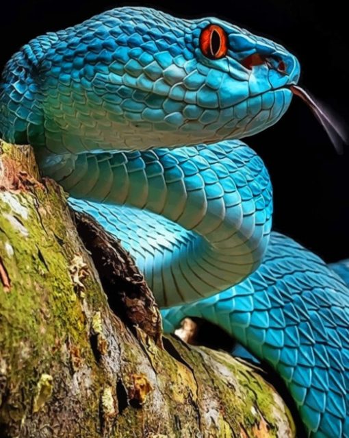 Real Blue Viper Snake paint by numbers