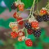 Red And Black Bramble Berries paint by numbers